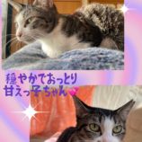 1月14日荒川沖店に参加するTeam.ホーリーキャットの保護猫08