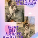 1月14日荒川沖店に参加するTeam.ホーリーキャットの保護猫09