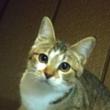 1月28日荒川沖店に参加するの保護猫01