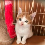 1月28日荒川沖店に参加するの保護猫02