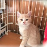 1月28日荒川沖店に参加するの保護猫03