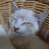 1月28日荒川沖店に参加するの保護猫04