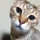 1月28日荒川沖店に参加するの保護猫05