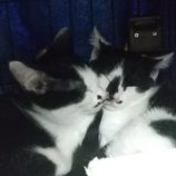 1月28日荒川沖店に参加するの保護猫06