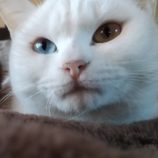 1月28日荒川沖店に参加するの保護猫07