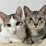 1月28日千葉ニュータウン店に参加するねこけん千葉支部の保護猫01