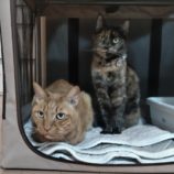 1月28日千葉ニュータウン店に参加するねこけん千葉支部の保護猫02