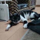 1月28日千葉ニュータウン店に参加するねこけん千葉支部の保護猫03