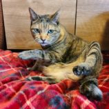 1月28日千葉ニュータウン店に参加するねこけん千葉支部の保護猫04