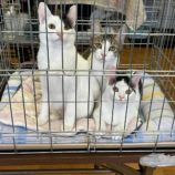 1月28日千葉ニュータウン店に参加するねこけん千葉支部の保護猫05