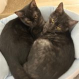 1月28日千葉ニュータウン店に参加するねこけん千葉支部の保護猫06