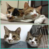 1月28日千葉ニュータウン店に参加するねこけん千葉支部の保護猫07