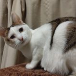 1月28日千葉ニュータウン店に参加するねこけん千葉支部の保護猫08