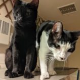 1月28日千葉ニュータウン店に参加するねこけん千葉支部の保護猫09