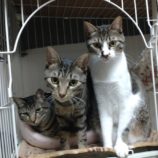 1月28日千葉ニュータウン店に参加するねこけん千葉支部の保護猫10