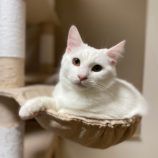 1月28日千葉ニュータウン店に参加するねこけん千葉支部の保護猫11