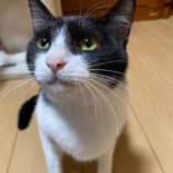 1月28日千葉ニュータウン店に参加するねこけん千葉支部の保護猫12
