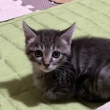 1月28日千葉ニュータウン店に参加するねこけん千葉支部の保護猫13