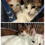 1月28日千葉ニュータウン店に参加するねこけん千葉支部の保護猫14