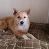 1月21日千代田店に参加するSONA DORASの保護犬01