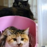 1月21日千代田店に参加するSONA DORASの保護猫02