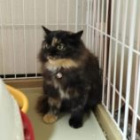 1月21日千代田店に参加するSONA DORASの保護猫03