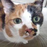 1月21日千代田店に参加するSONA DORASの保護猫04