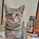 1月7日君津店に参加する猫レンジャーの保護猫03