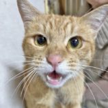 1月7日君津店に参加する猫レンジャーの保護猫13