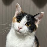 1月27日君津店に参加する富津ねこネットの保護猫01