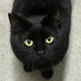 1月27日君津店に参加する富津ねこネットの保護猫02