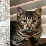 1月27日君津店に参加する富津ねこネットの保護猫03