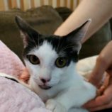 1月27日君津店に参加する富津ねこネットの保護猫05