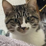 1月27日君津店に参加する富津ねこネットの保護猫06