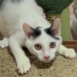 1月27日君津店に参加する富津ねこネットの保護猫07