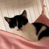 1月27日君津店に参加する富津ねこネットの保護猫08