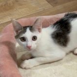 1月27日君津店に参加する富津ねこネットの保護猫09