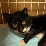 1月27日君津店に参加する富津ねこネットの保護猫10