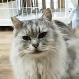 1月27日君津店に参加する富津ねこネットの保護猫11