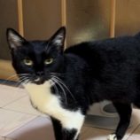 1月27日君津店に参加する富津ねこネットの保護猫12