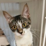 1月27日君津店に参加する富津ねこネットの保護猫13