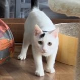 1月27日君津店に参加する富津ねこネットの保護猫14