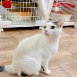 1月27日君津店に参加する富津ねこネットの保護猫15