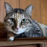 1月27日君津店に参加する富津ねこネットの保護猫16