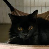 1月27日君津店に参加する富津ねこネットの保護猫17