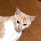 1月27日君津店に参加する富津ねこネットの保護猫18