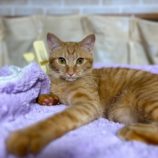 1月14日瑞穂店に参加するまたたび家の保護猫01