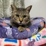 1月14日瑞穂店に参加するまたたび家の保護猫02