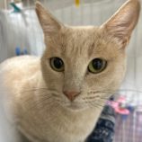 1月14日瑞穂店に参加するまたたび家の保護猫03