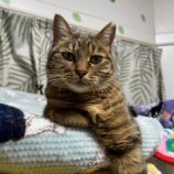 1月14日瑞穂店に参加するまたたび家の保護猫04